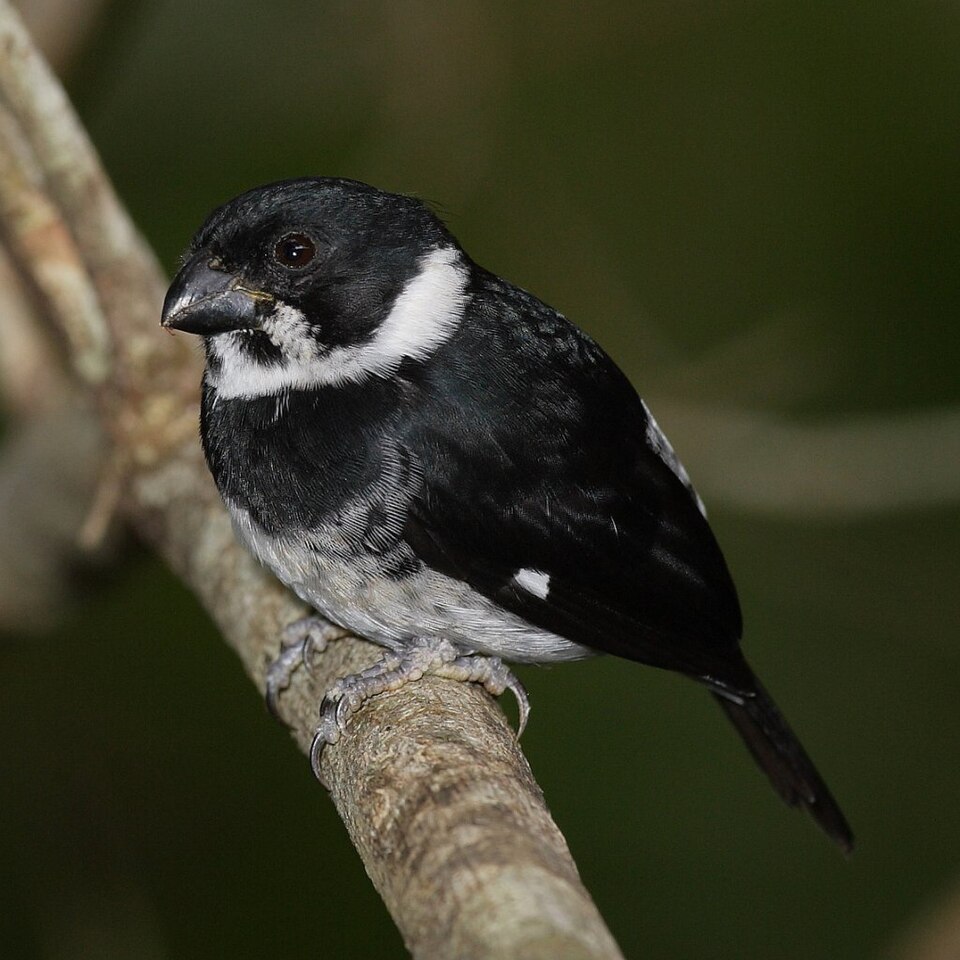 Variable Seedeater