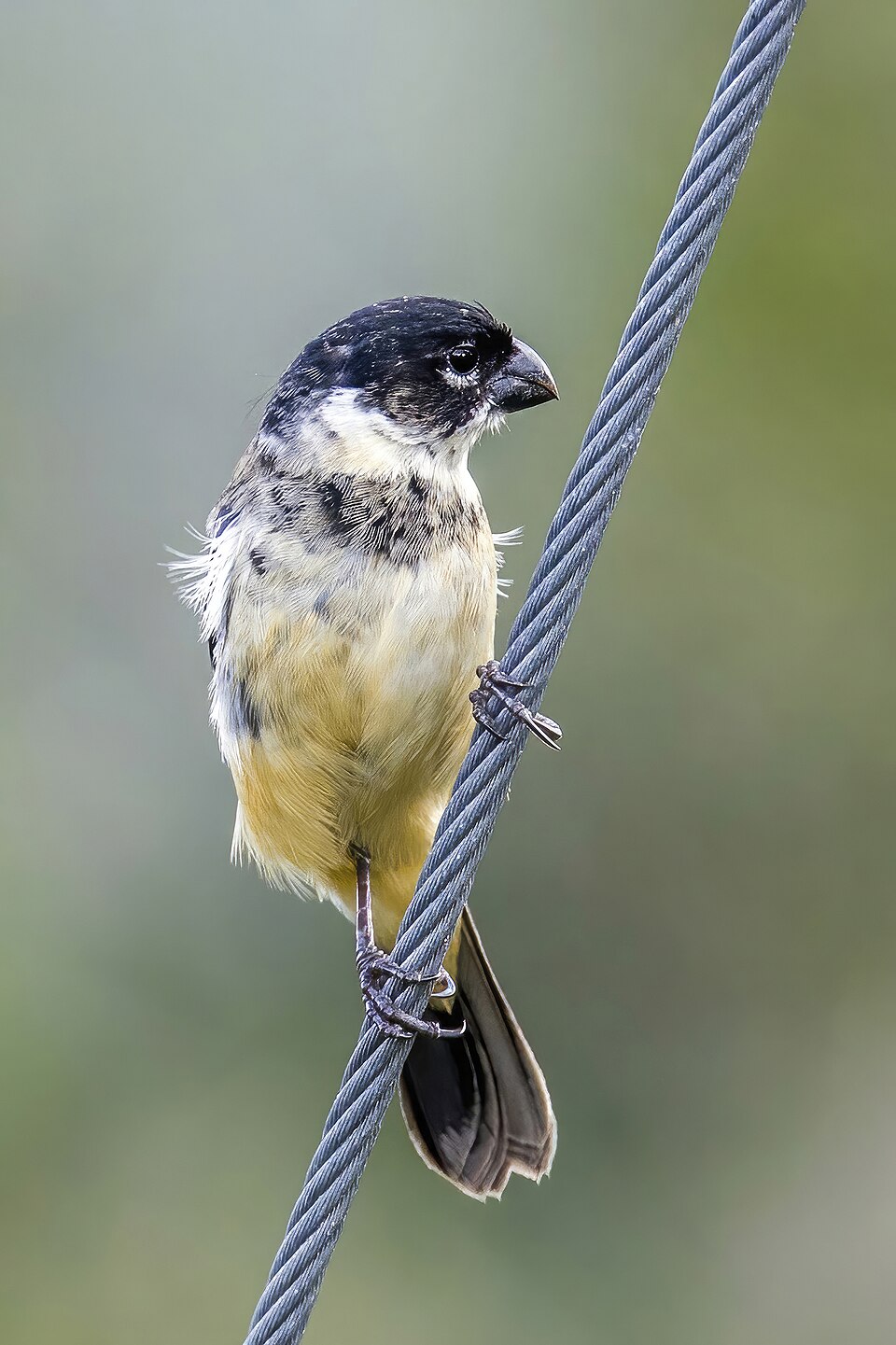 Morelet's Seedeater