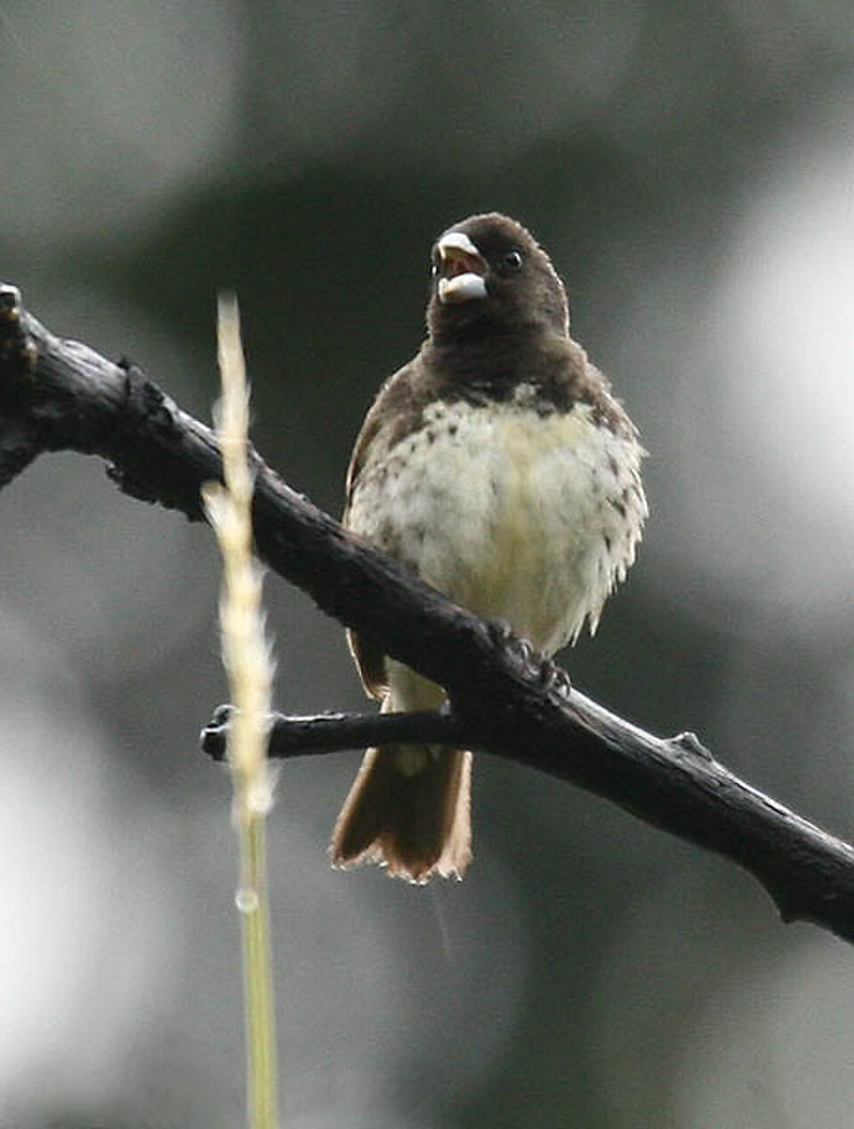 Yellow-bellied Seedeater