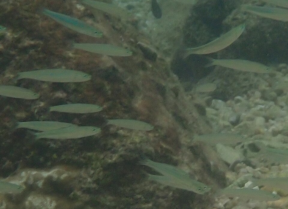 Delicate round herring