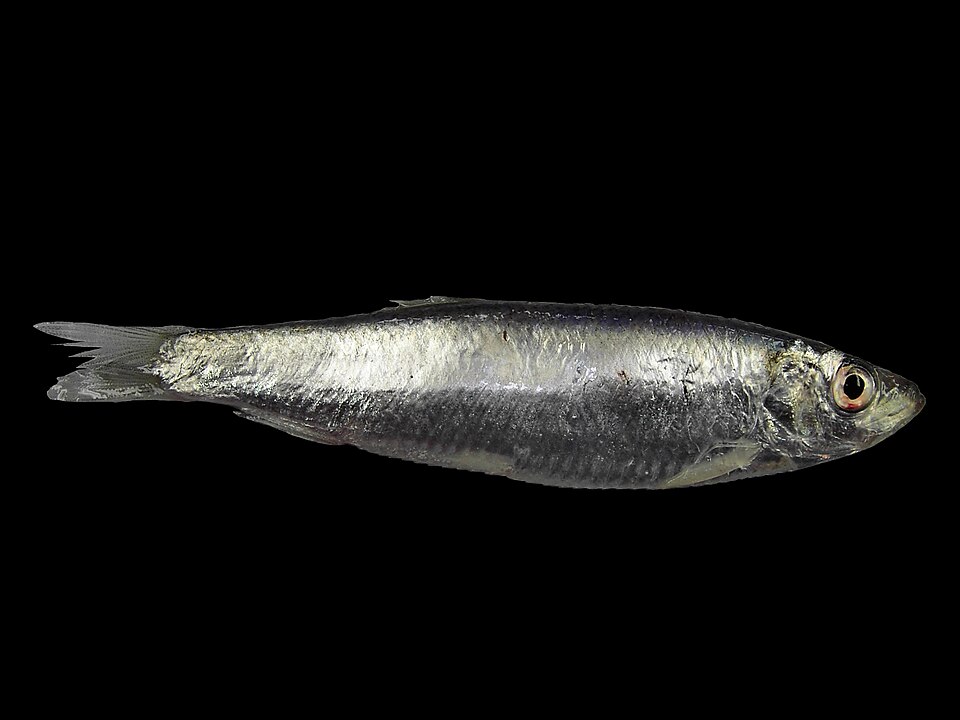 European sprat, Sprat