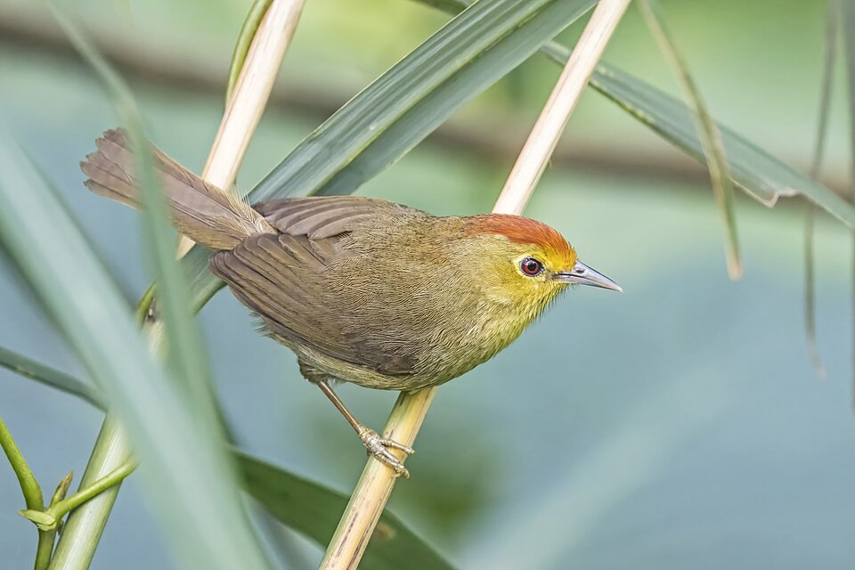 Rufous-capped Babbler