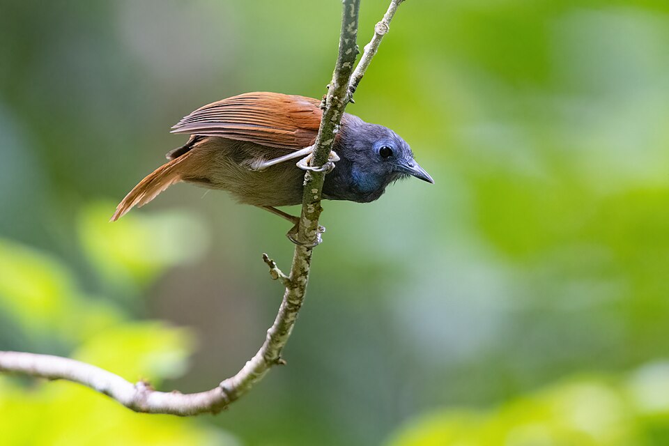 Chestnut-winged Babbler
