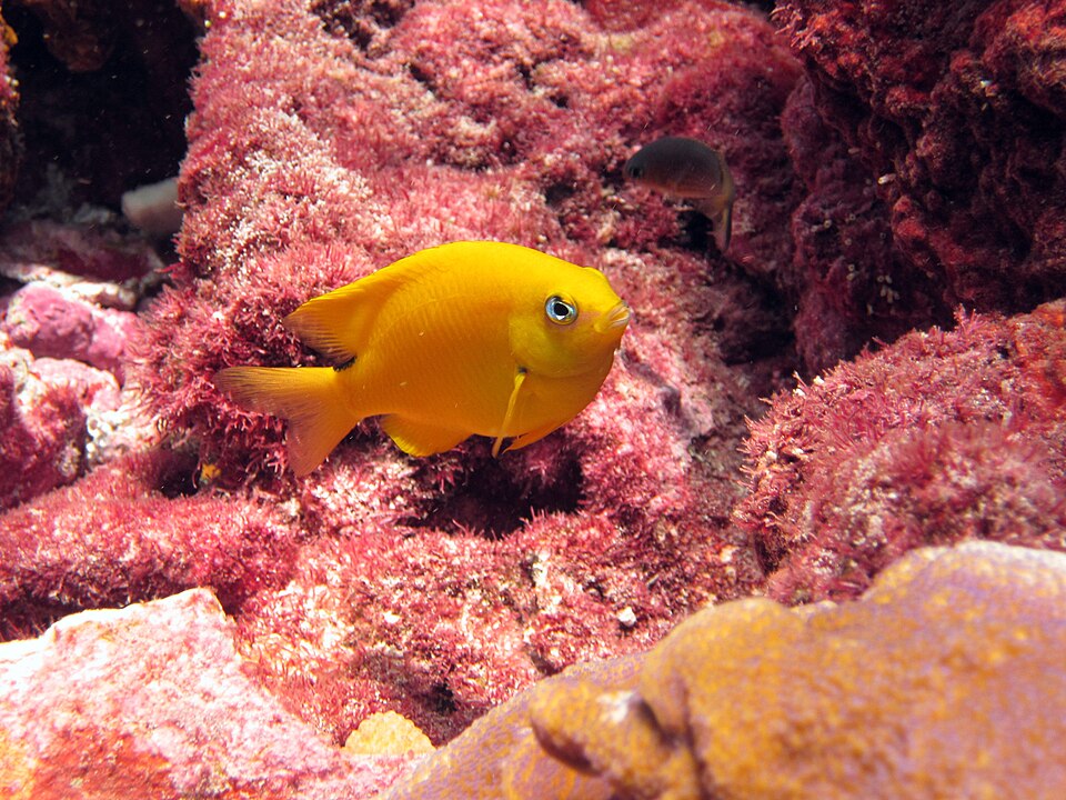 Golden Damselfish