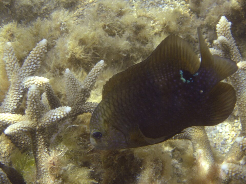Dusky Farmerfish