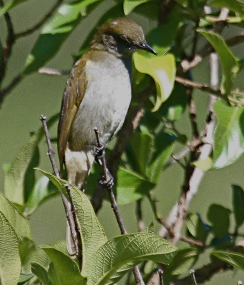 Slender-billed Greenbul
