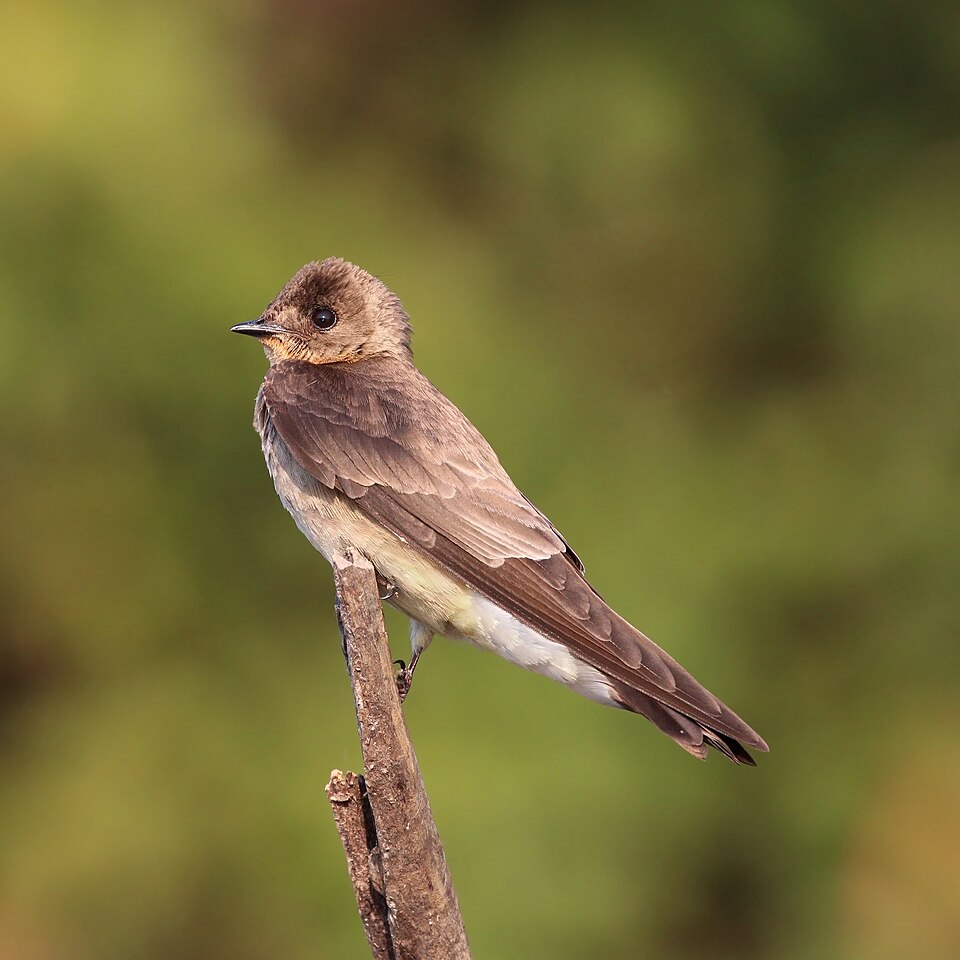 Southern Rough-winged Swallow
