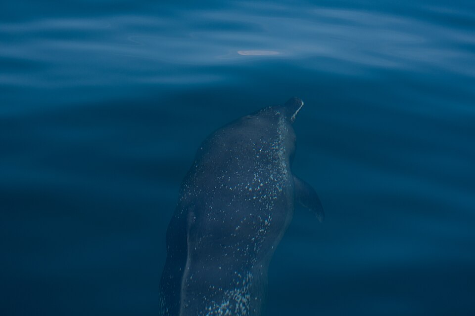 pantropical spotted dolphin