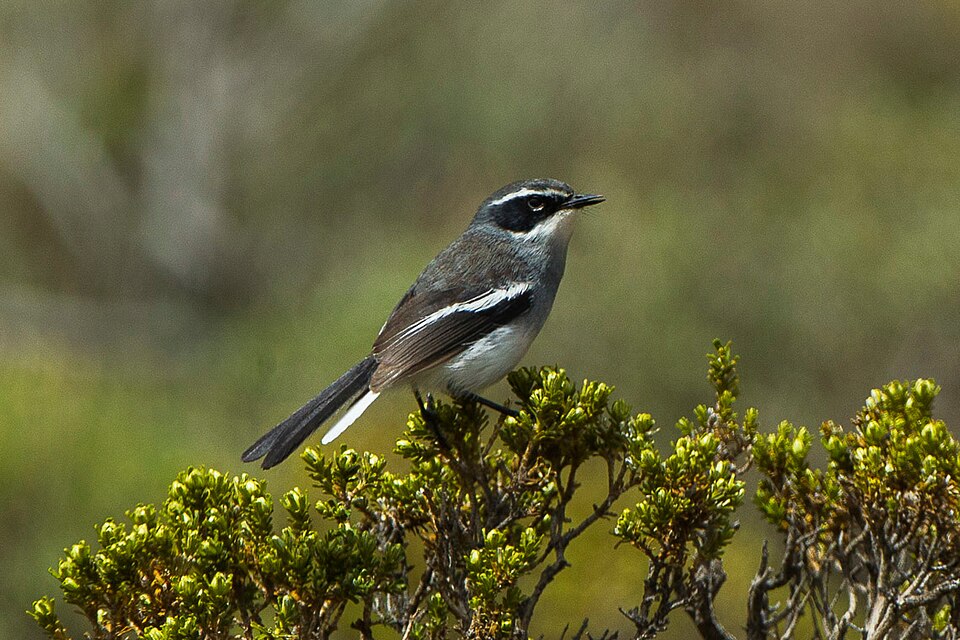Fairy Flycatcher