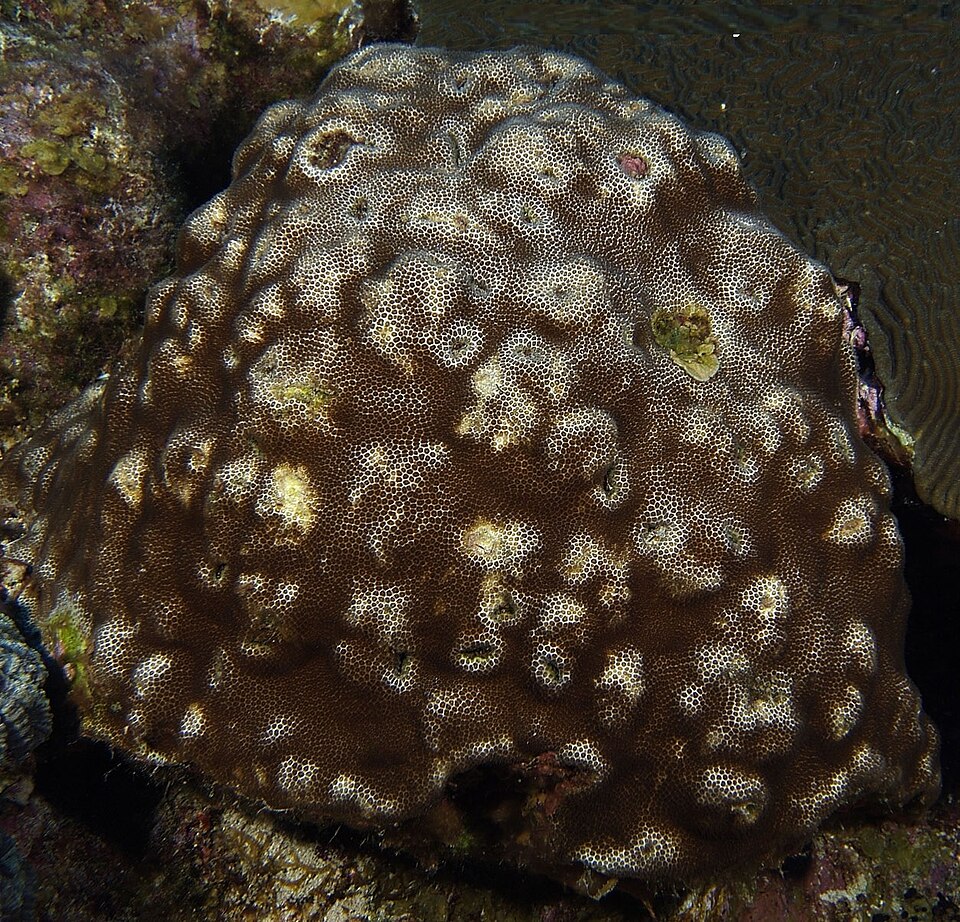 blushing star coral