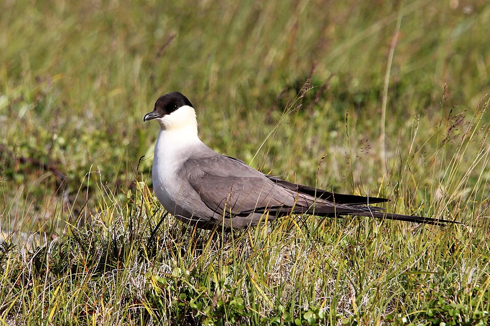 Long-tailed Jaeger