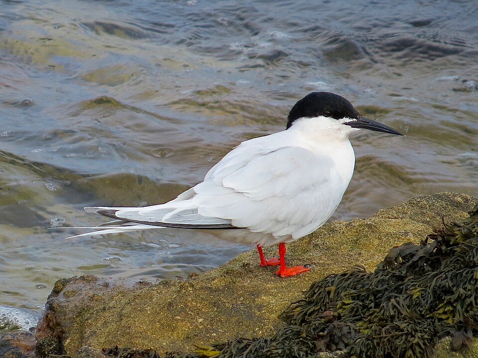 Roseate Tern