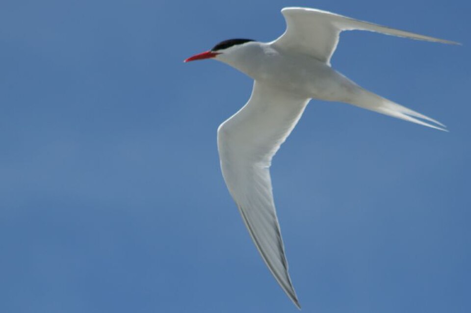 South American Tern