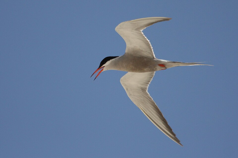 White-cheeked Tern
