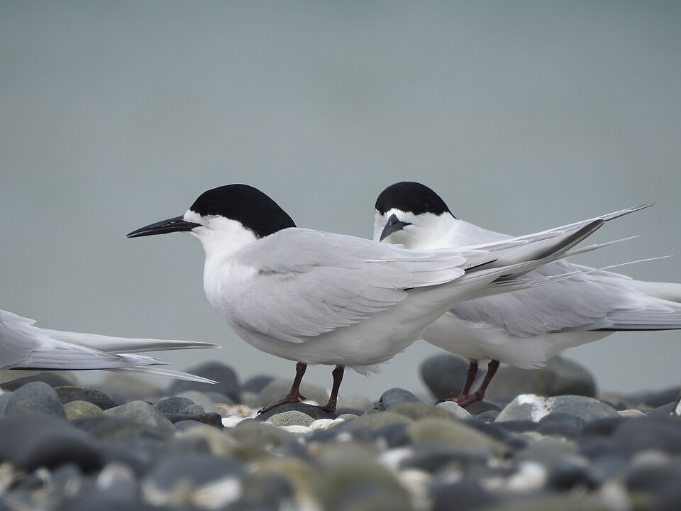 White-fronted Tern