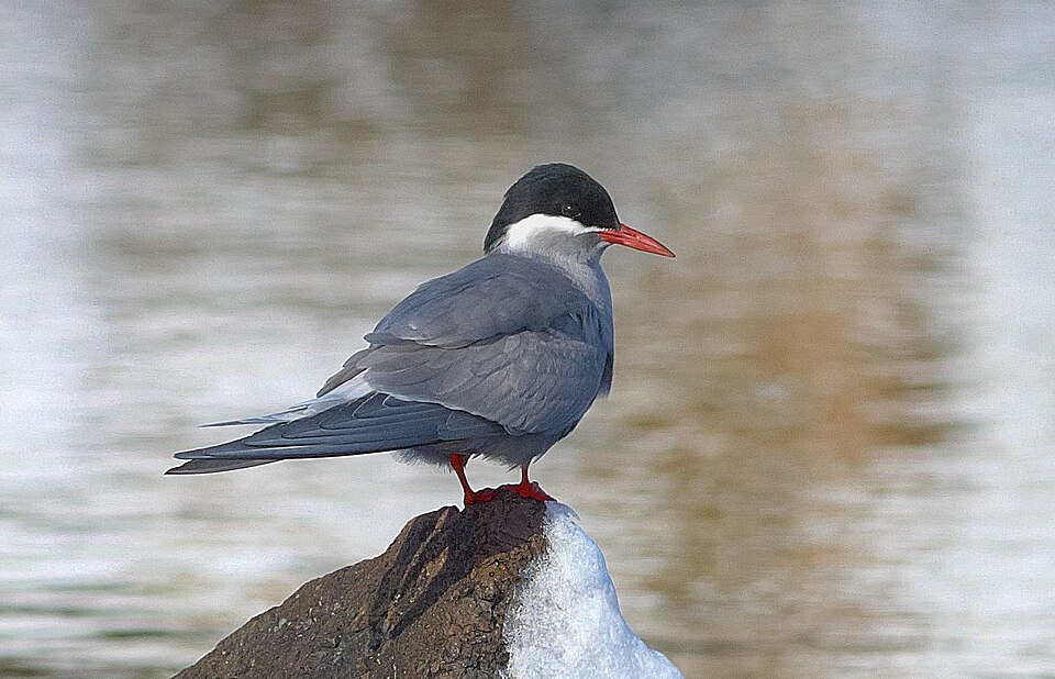 Kerguelen Tern