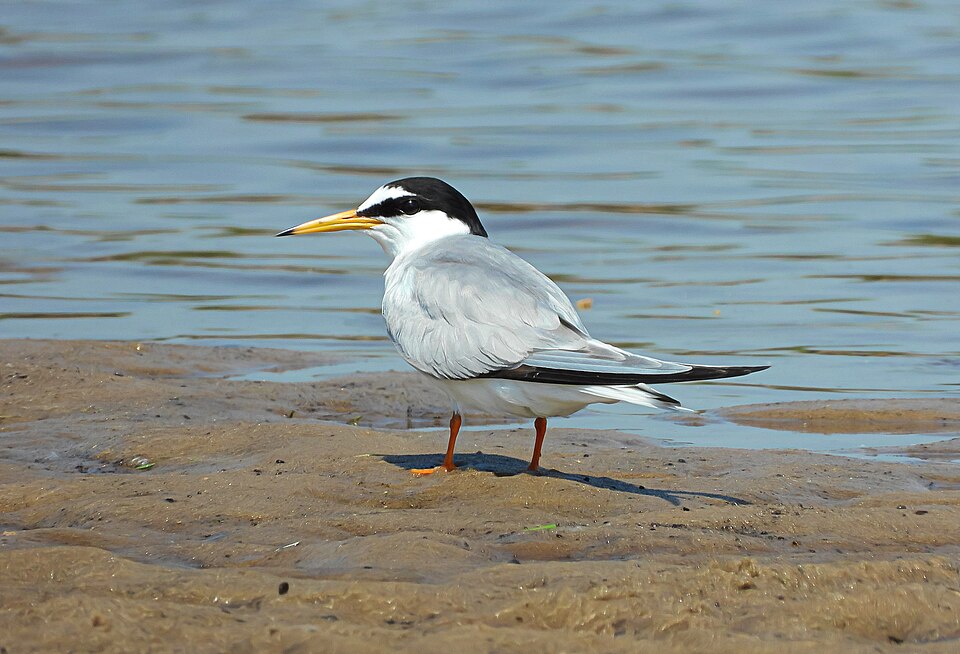 Little Tern
