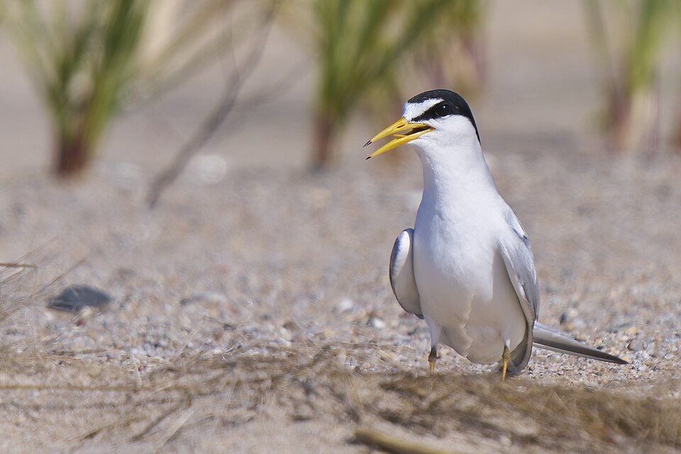 Least Tern