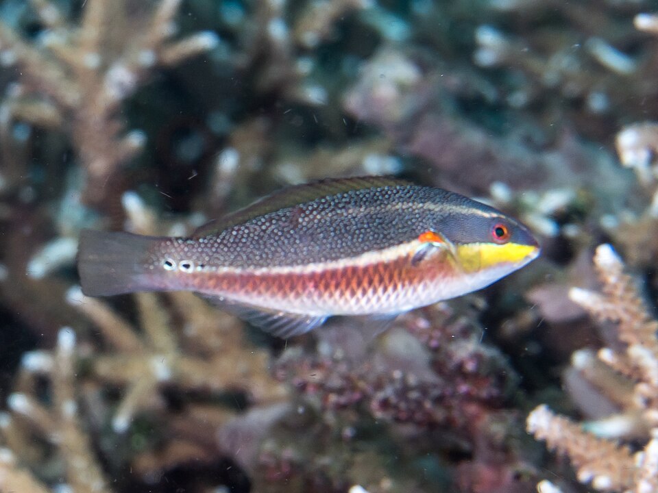 Redblotch Wrasse