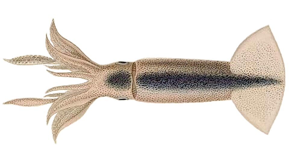 Purpleback Squid
