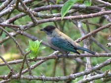 Lesser Antillean Tanager