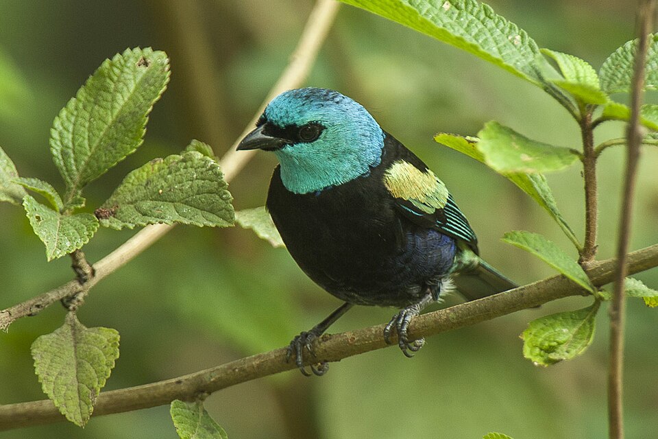 Blue-necked Tanager