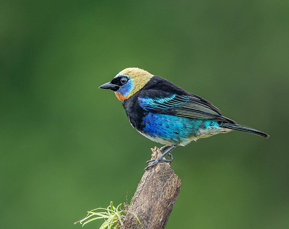 Golden-hooded Tanager