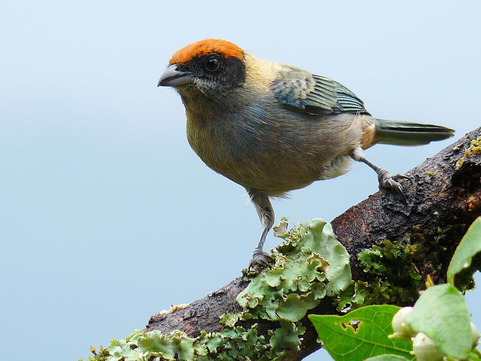 Scrub Tanager
