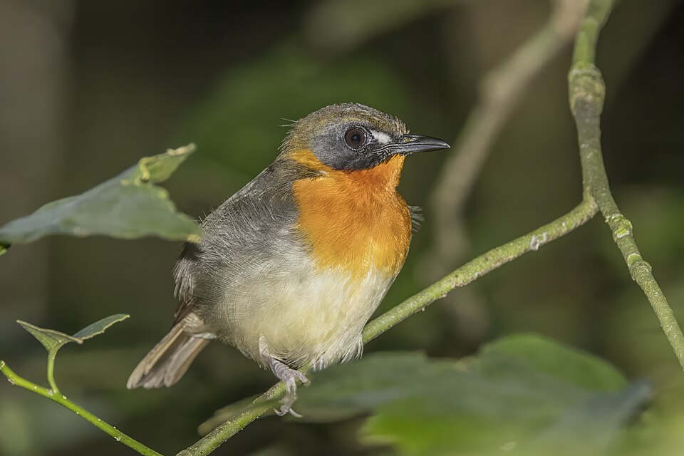 Forest Robin
