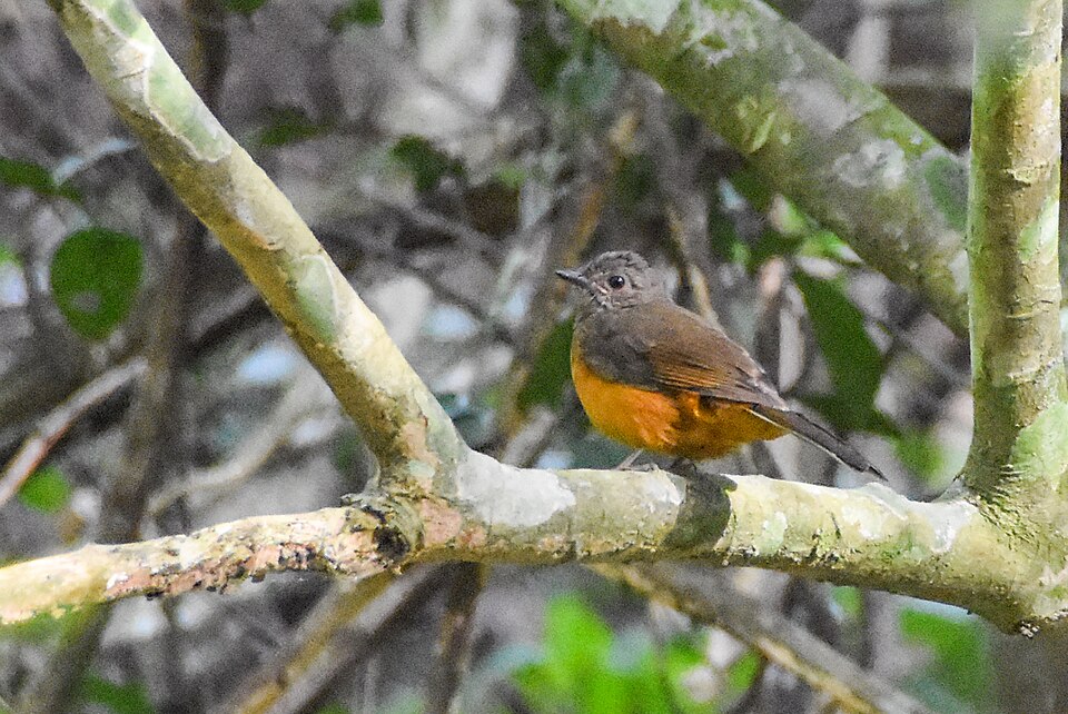 Finsch's Rufous Thrush