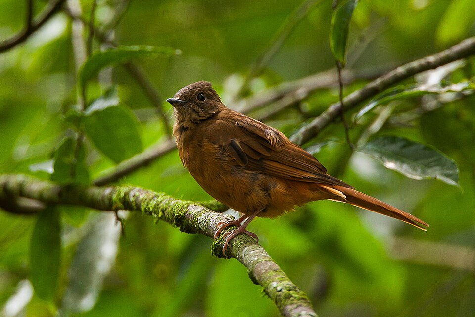 Fraser's Rufous Thrush