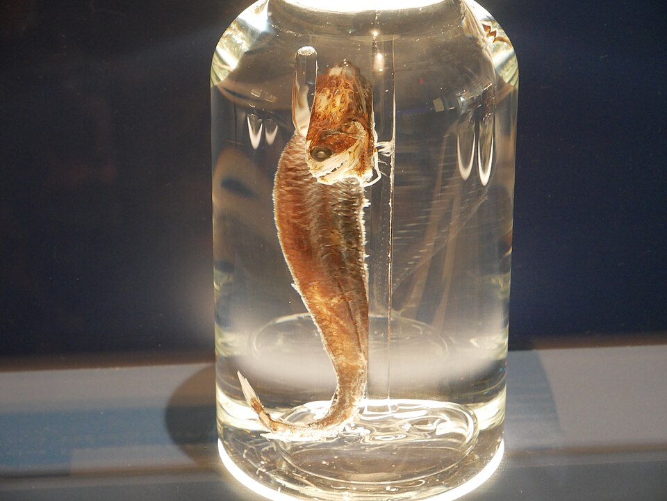 Boa dragonfish, Scaly dragonfish