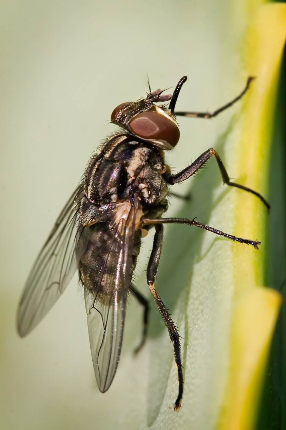 Stable Fly