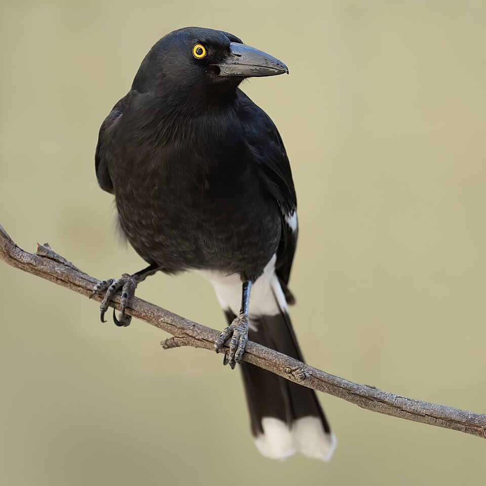 Pied Currawong