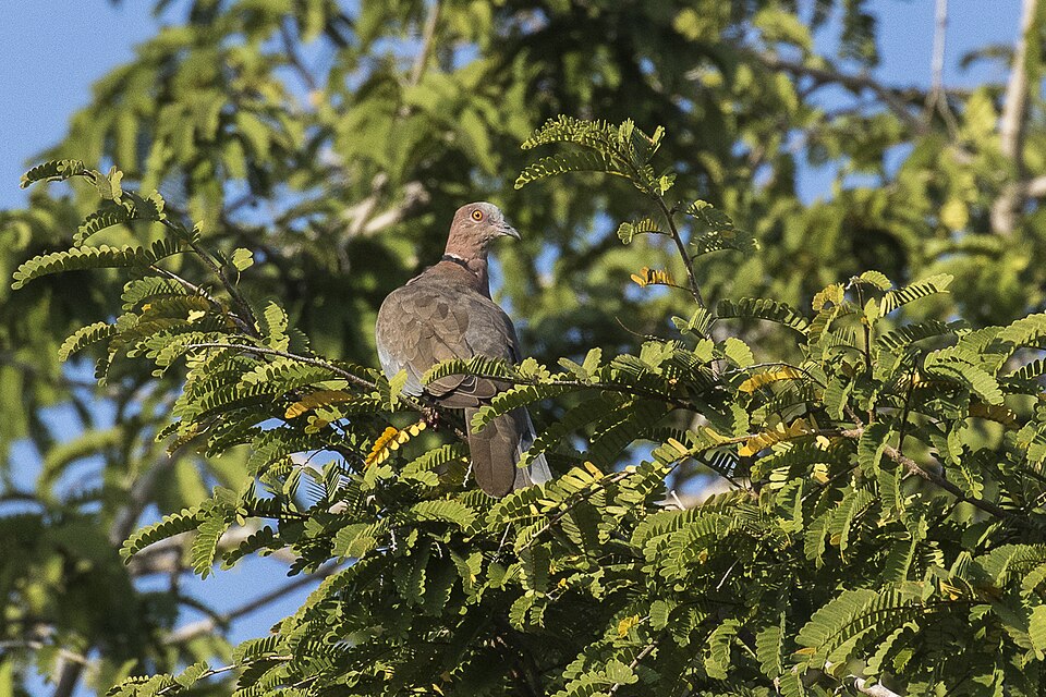 Island Collared-Dove