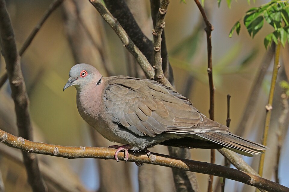 Mourning Collared-Dove