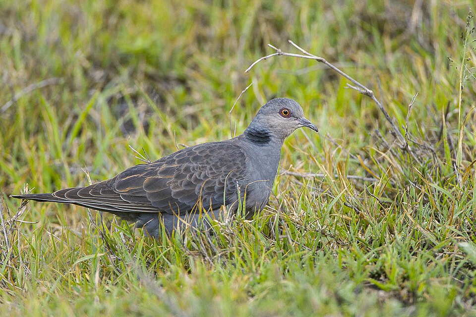 Dusky Turtle-Dove