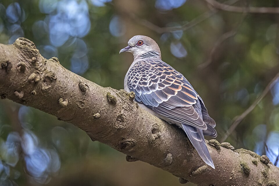 Oriental Turtle-Dove