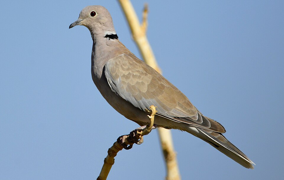 African Collared-Dove