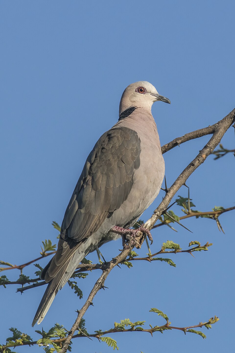 Red-eyed Dove