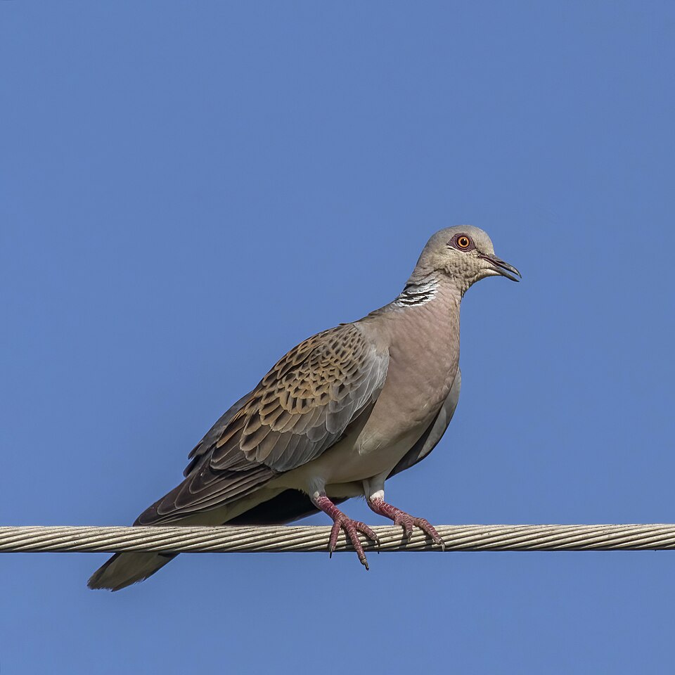 European Turtle-Dove