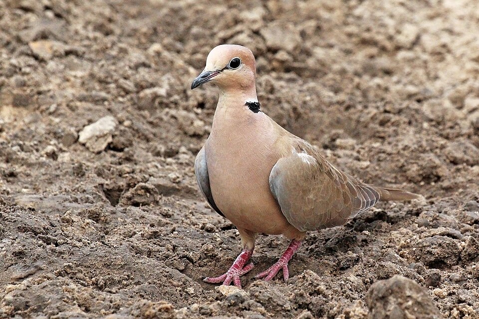Vinaceous Dove