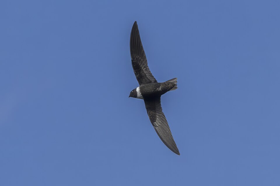 White-collared Swift