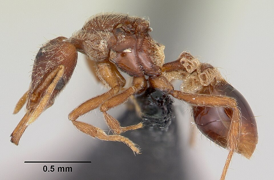 Ant