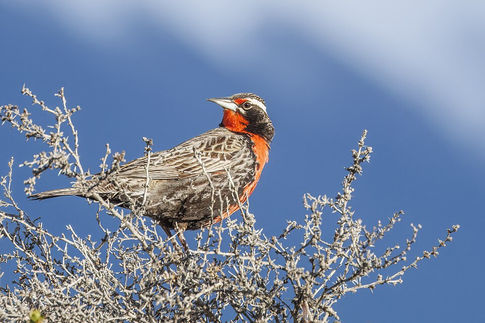 Long-tailed Meadowlark