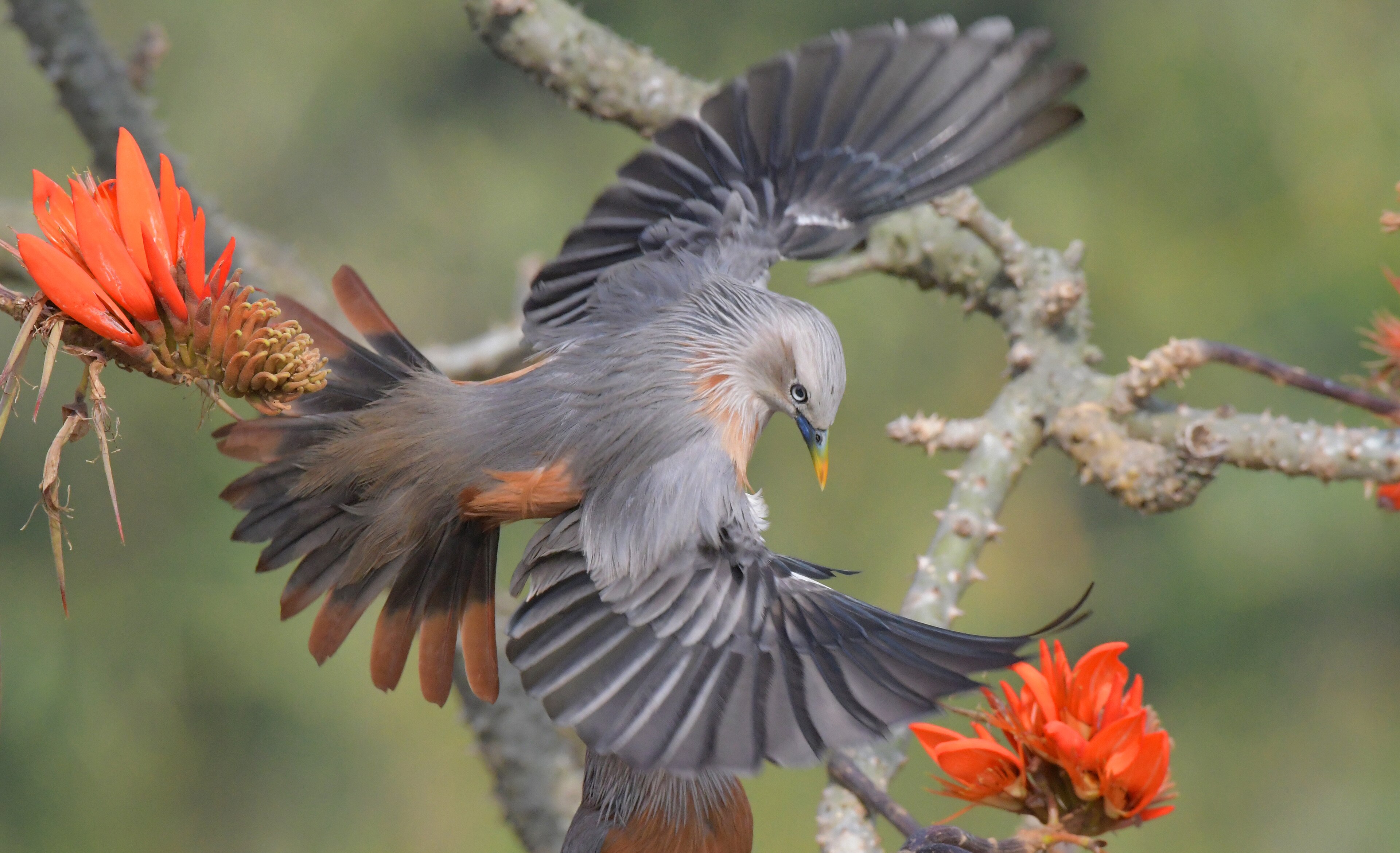 Chestnut-tailed Starling