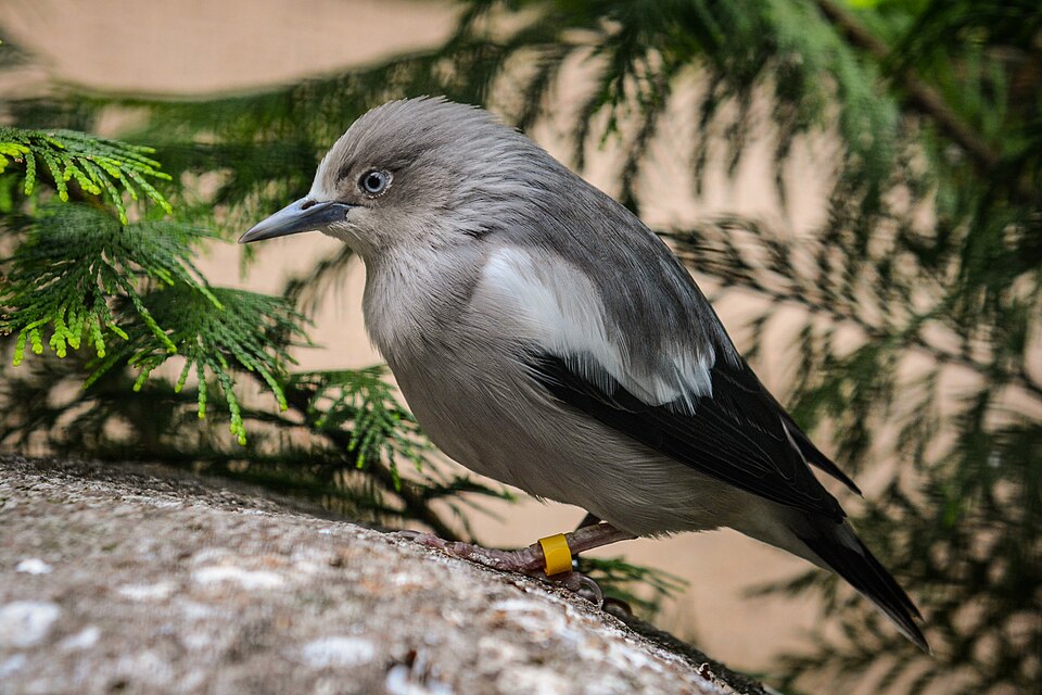 White-shouldered Starling