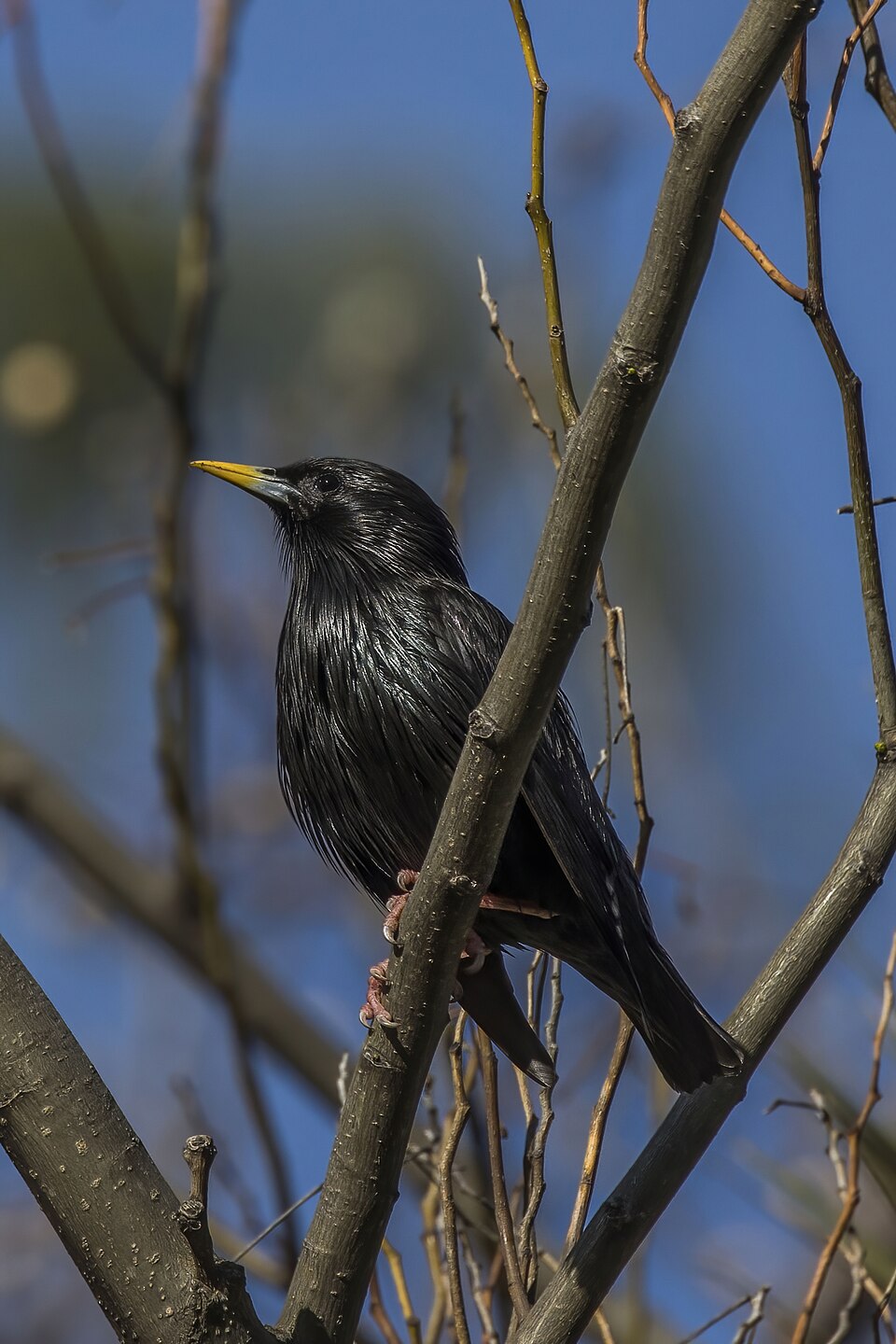 Spotless Starling