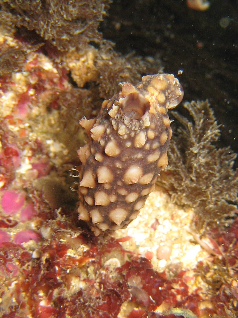 Ascidian
