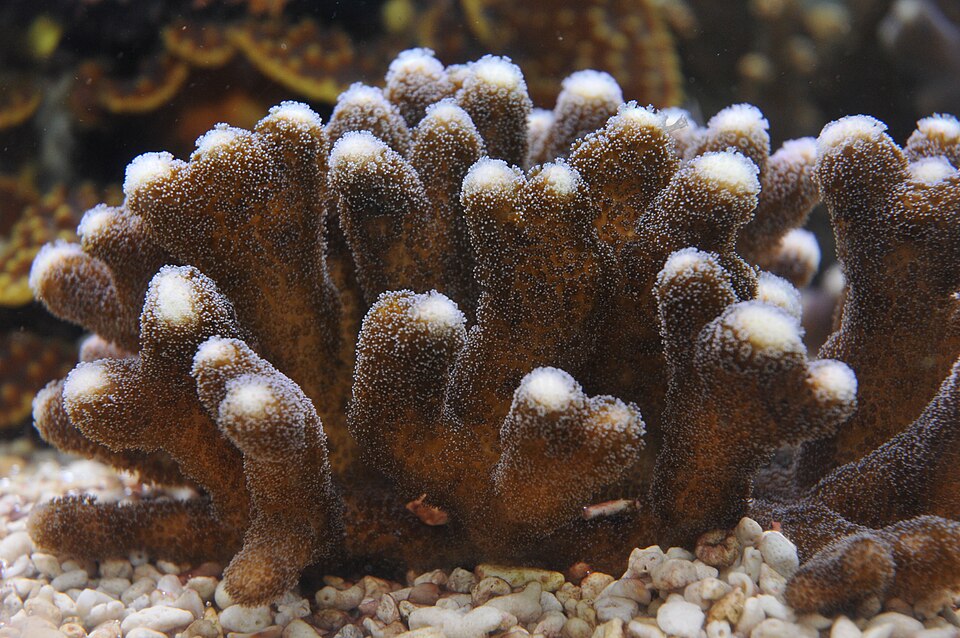Smooth cauliflower coral